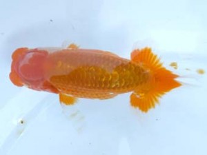 葛飾愛魚会　取締一　滝瀬建次　北本市