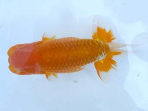 葛飾愛魚会　取締二　吉田幸雄　習志野