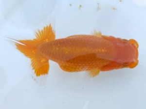 葛飾愛魚会 東関脇　室岡賢治　江戸川