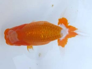 葛飾愛魚会 西関脇　小田切春美　松戸