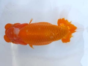 葛飾愛魚会 東小結　室岡賢治　江戸川