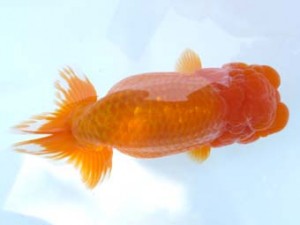 葛飾愛魚会　東大関　金子敬治　習志野