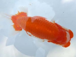 葛飾愛魚会　西大関　斉藤充廣　柏