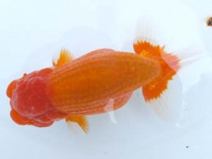 葛飾愛魚会　立行司　高津克人　武蔵野