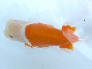 葛飾愛魚会　取締一　室岡賢治　江戸川