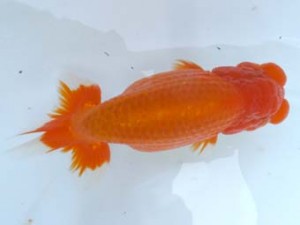 葛飾愛魚会　取締二　小林晋作　浦安