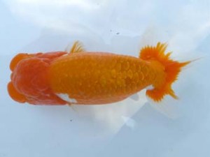 葛飾愛魚会　西大関　長谷川新一　江戸川