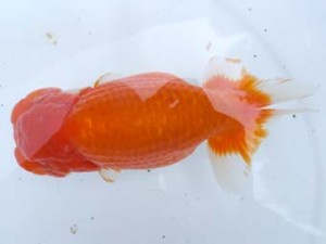 葛飾愛魚会　取締一　小林晋作　浦安