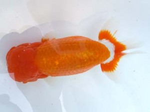 葛飾愛魚会　取締二　高津克人　武蔵野