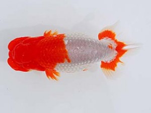 錦蘭会　東大関　村岡満幸　川西