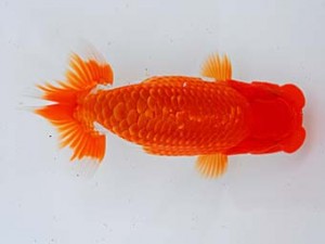 錦蘭会 勧進元一　植松　啓　新宮