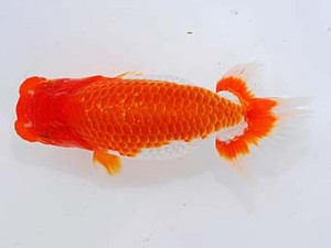 錦蘭会 勧進元二　田中　勉　高松