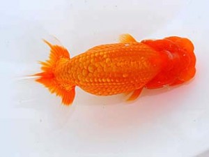 錦蘭会 行司一　細川　悟　大阪