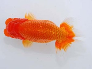 錦蘭会 脇行司一　平木良輝　玉野