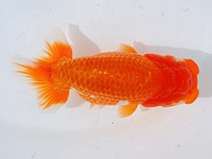 錦蘭会 脇行司二　北川有二　大分