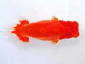 錦蘭会　西大関　坂野　清　徳島