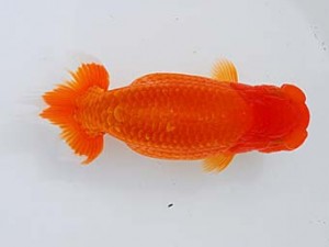 錦蘭会　立行司　岩崎正樹　高松