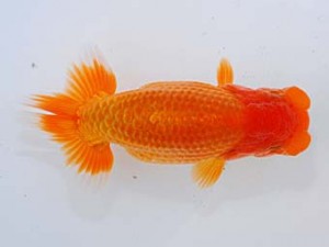 錦蘭会　西取締　伏木寿一　御坊