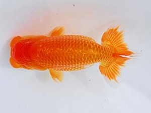 錦蘭会 東関脇　石橋厚二　尾鷲