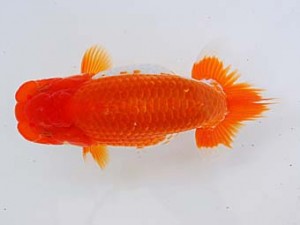 錦蘭会 西関脇　寒川秀春　香川