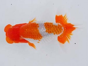 錦蘭会 東小結　竹谷義正　香川