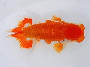 錦蘭会 西小結　小林保治　堺