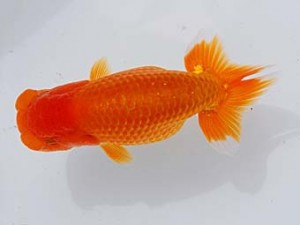 錦蘭会　東大関　西口武志　羽曳野