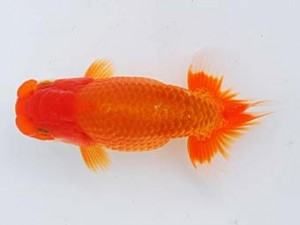 錦蘭会 勧進元一　牧　敬剛　新宮