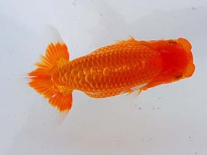 錦蘭会 勧進元二　松本好考　四国中央