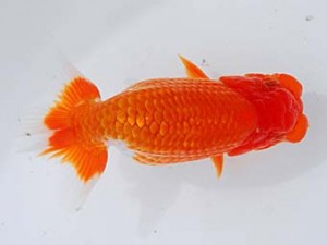 錦蘭会 行司一　大本　勝　大阪