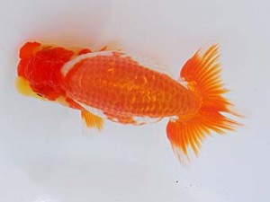 錦蘭会 行司二　山鷲元気　和歌山