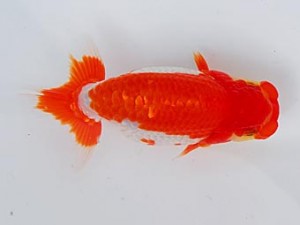 錦蘭会 行司三　梁原隆夫　倉敷