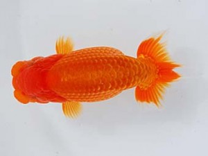 錦蘭会 脇行司一　朝岡昌和　守口