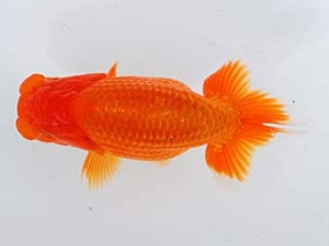 錦蘭会 脇行司二　宮崎　豊　大阪