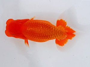 錦蘭会　西大関　児子敏雄　岡山