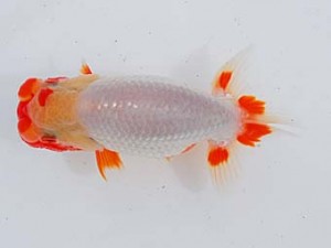 錦蘭会　立行司　大本　勝　大阪