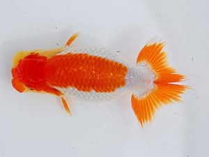 錦蘭会　東取締　藤原博文　徳島