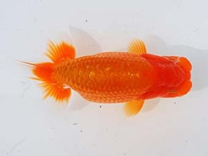 錦蘭会　西取締　吉成志郎　徳島