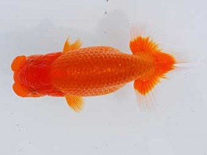 錦蘭会 東関脇　西口武志　羽曳野