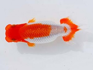 錦蘭会 西関脇　金子博昭　下関