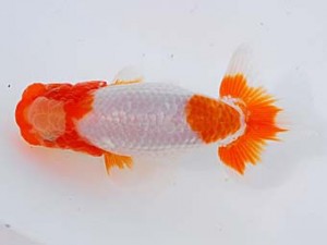 錦蘭会 西小結　迫越　透　呉