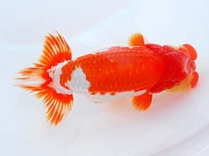 錦蘭会　東大関　東　秀明　前原