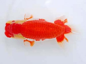 錦蘭会 勧進元一　木村太一　倉敷