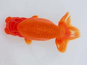 錦蘭会 勧進元二　東　秀明　前原