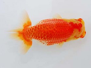 錦蘭会 行司一　小西正巳　寝屋川