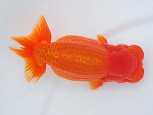 錦蘭会 行司三　徳力洋一　枚方