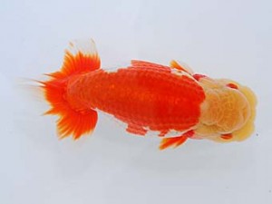 錦蘭会 脇行司一　西口武志　羽曳野