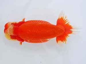 錦蘭会 脇行司二　藤原博文　徳島