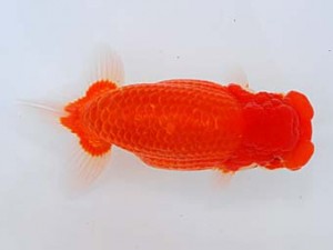 錦蘭会　西大関　中島健一郎　浅口