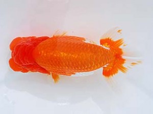 錦蘭会　東取締　松本好考　四国中央